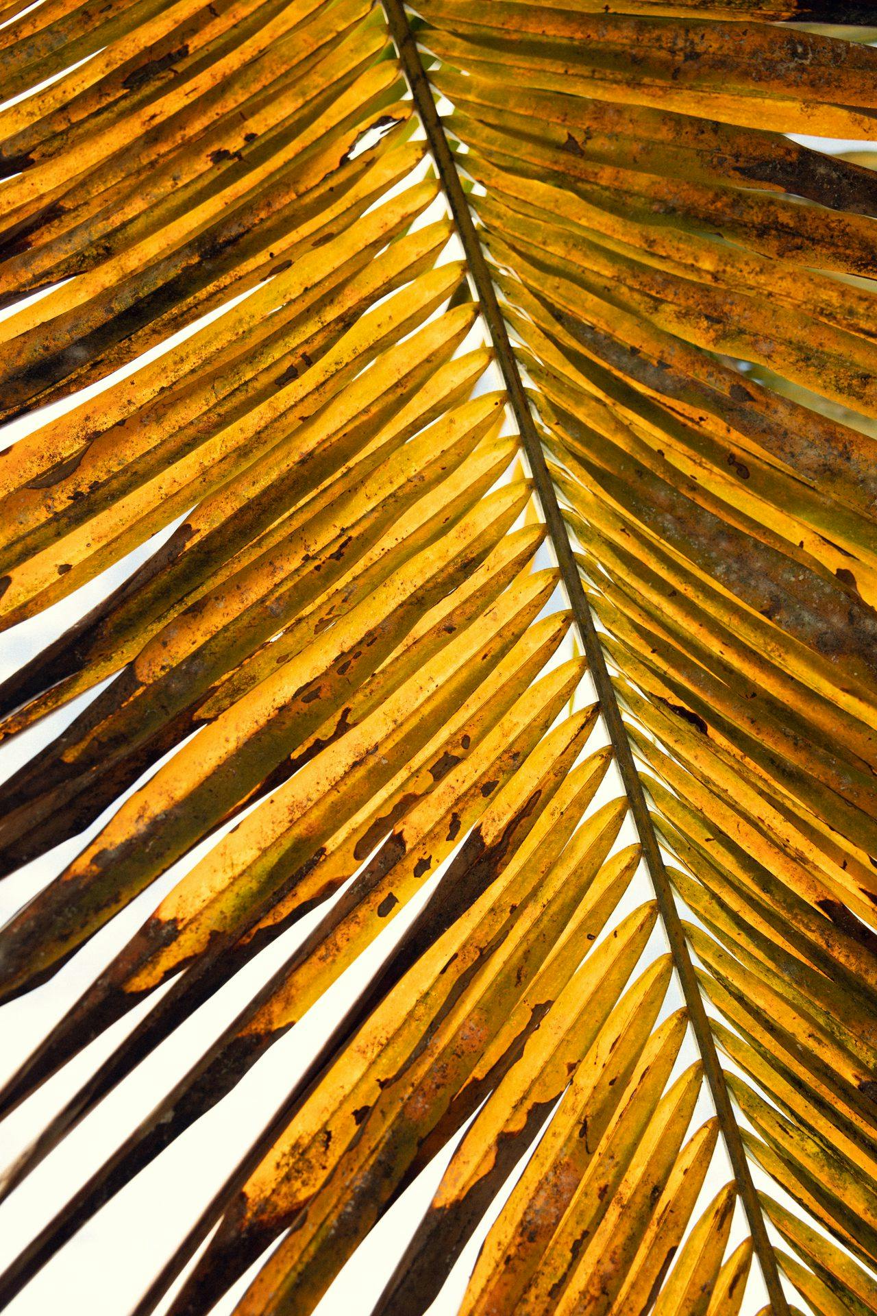 dried yellow palm leaf
