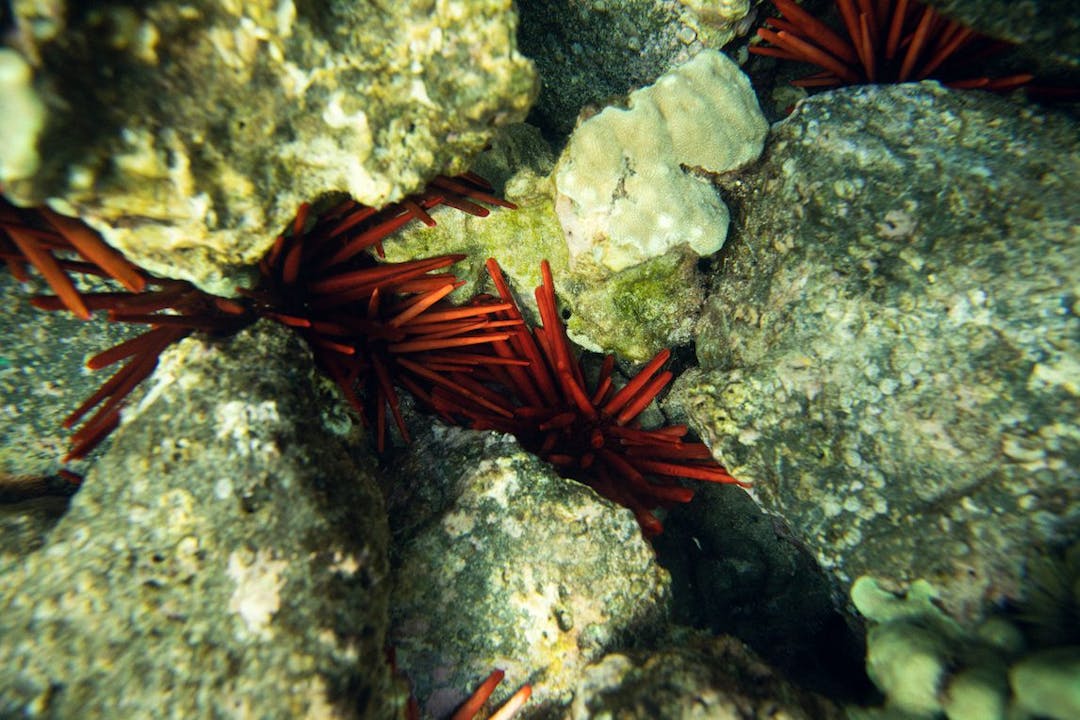 starfish between rocks underwater