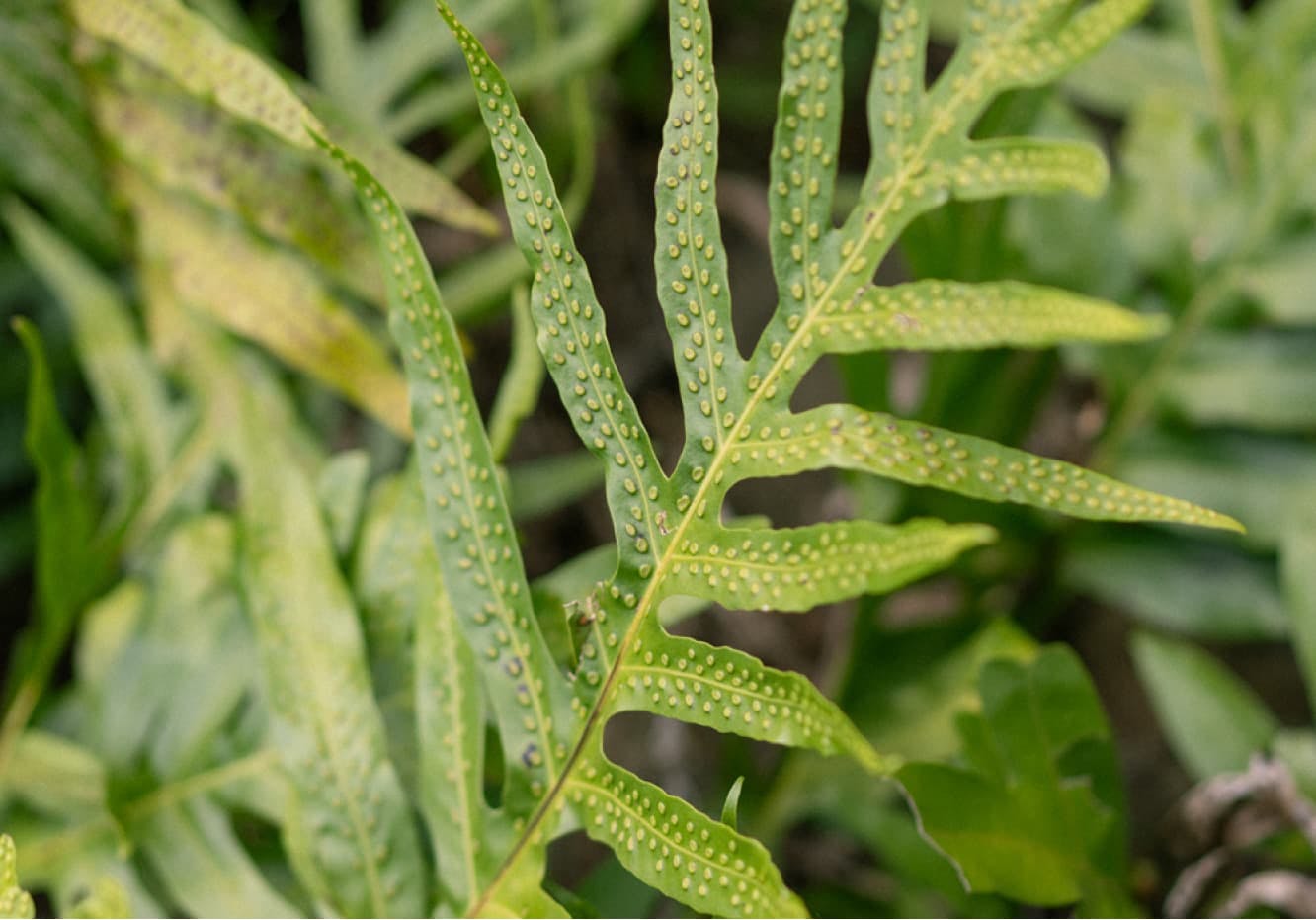 fern leaf up close